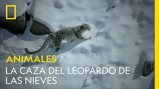 La caza del leopardo de las nieves  NATIONAL GEOGRAPHIC ESPAÑA [upl. by Dahs850]