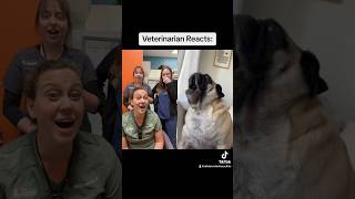 This Pug Has The LOUDEST Scream 😱 shorts [upl. by Erena957]