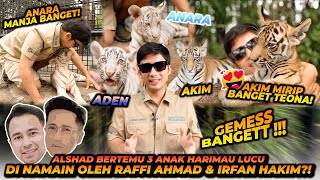 3 ANAK HARIMAU BERSAUDARA INI MEMILIKI WARNA YANG BERBEDA BEDA  ADA YANG MIRIP TEONA [upl. by Odlaumor]