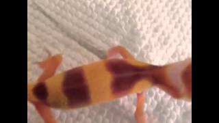 Leopard gecko scream [upl. by Xuerd]