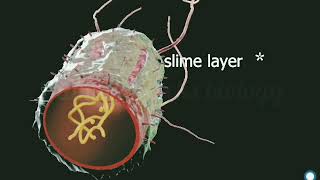 Slime layer and capsule in bacteria  slime and capsule in bacteria amination [upl. by Euqinommod]