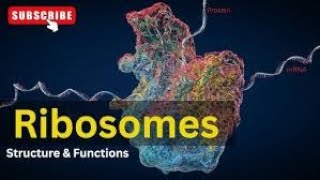 Ribosomes Structure and Function Lecture2 Part5 Biological World🐛🍀 [upl. by Ploch941]