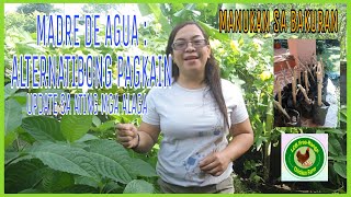 EPISODE 19 MADRE DE AGUA  ALTERNATIBONG PAGKAIN  LHANCARE ADVENTURE [upl. by Gunter]