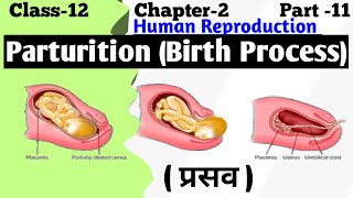 Parturition and Lactation  Human Reproduction  Embryology [upl. by Sug]