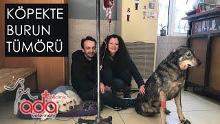 Köpekte nasal neoplazi burun tümörü I Nasal neoplasia in a dog  Pınar Kolat  Sine röportaj [upl. by Potts]