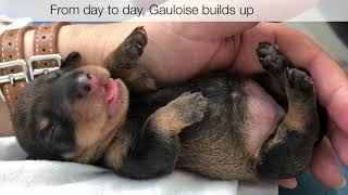 20 Tage eine Dackelgeburt  20 days dachshunds being born [upl. by Bazluke564]