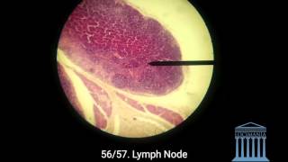 Submandibular and Sublingual Gland  Histology  Slide test [upl. by Aleahs94]