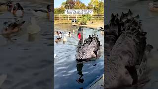 A passerby saw a black swan being bullied and saved it [upl. by Ras]