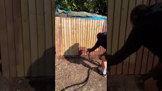 Erbauer 800watt paint sprayer in action Fence painting [upl. by Natascha]