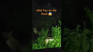 Wild Fox on theway to Chanderi 😱😱camping travel wildanimals wildlife youtubeshorts wildanimal [upl. by Aeiram755]