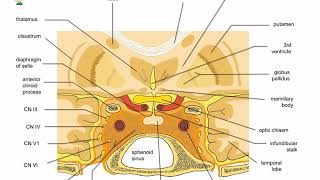 O que é sistema límbico e suas funções Neuroanatomia Funcional Básica [upl. by Emolas65]