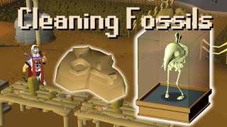 OSRS Guide to Cleaning Fossils  Using Them in the Museum [upl. by Cown]