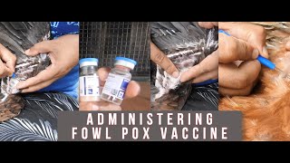 how to administer fowl pox vaccine [upl. by Pip]