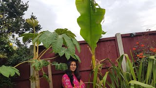 Tetrapanax Rex Planting and Care Tetrapanax Papyrifer In Colder Climate [upl. by Aimit]