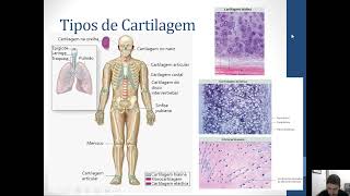 Aula Histologia da Cartilagem  Tecido cartilaginoso [upl. by Cinnamon634]