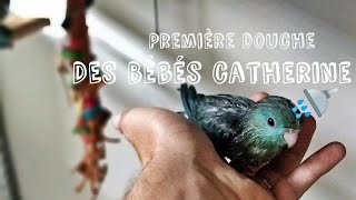 Première douche 🚿 pour mes jeunes perruches catherine 🐦 [upl. by Einittirb]