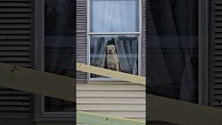 DOGGIE in The WINDOW [upl. by Akkinahs375]