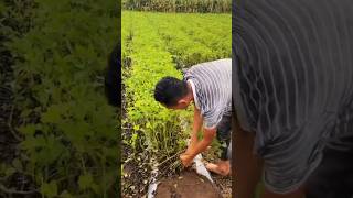 Harvesting fresh peanuts agriculture foodie [upl. by Ailecara]