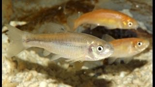 SPOTLIGHT Fathead and RosyRed Minnows [upl. by Nitnert]