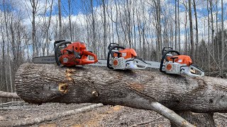 Stihl MS 362cR vs Husqvarna 365 Special [upl. by Phineas124]