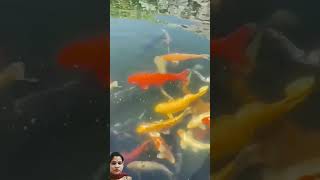 Dangerous lizard 🦎kept with fish 🐟short viralvideo amazings [upl. by Eiralc]