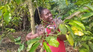 Coffee Growing try these three methods on your coffee farm more branches more money [upl. by Kendre]