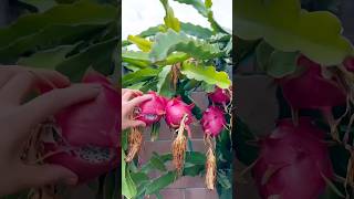 Beautiful nature Drogen fruit and tasty pineapple fruit garden nature fruit shorts satisfying [upl. by Ccasi]