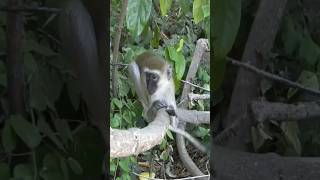 Cercopitechi Guenons in a Kenyan Parking [upl. by Garris]