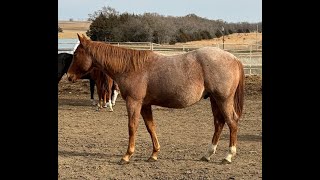 Lenas Freckled Widow  2023 AQHA Colt  Free Movement [upl. by Eicirtap]