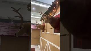 Santa’s jolly reindeer at Westfield Mount Druitt New South Wales westfieldshopping [upl. by Uehttam]