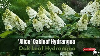 ‘Alice’ Hydrangea Quercifolia  Oakleaf Hydrangea Varieties  TinyLeaf [upl. by Akcinehs]