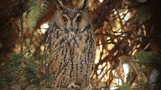 Ransuil Longeared Owl Waldohreule Asio Otus [upl. by Nelaf]