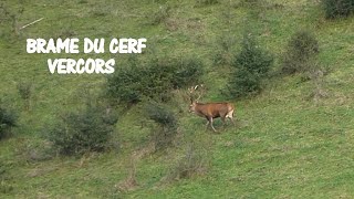 2024 09 27 Sortie au Brame du cerf Vercors [upl. by Airretal]