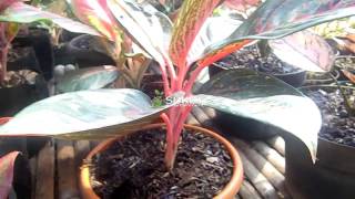 Budidaya Tanaman Hias  Pesona Kecantikan Aglaonema Adelia [upl. by Ferrell]