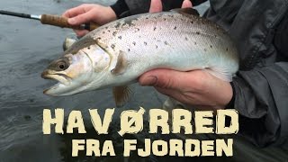 Havørreder fra fjorden  marts 2015 [upl. by Ennoira]