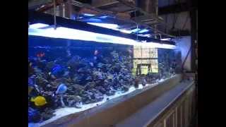 1200 gallon reef aquarium with 3 Solatubes [upl. by Leirvag]