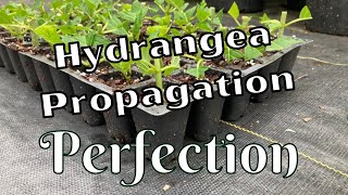 Easy Limelight Hydrangea Propagation \\ Paniculata \\ Propagate Hydrangeas [upl. by Aicsile]