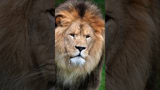 The Legendary Barbary Lion King of the JungleBarbary lion facts and historyThe last Barbary lion [upl. by Urbana235]