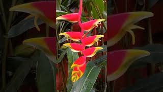 HELICÔNIA🌷🌿 heliconia planta flor natureza youtubeshorts shortsyoutube ytshortsvideo [upl. by Asirrom]