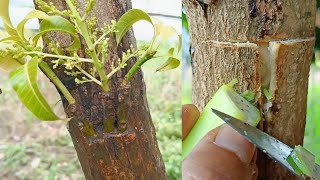 Tricks for grafting mango tree multiple very unique [upl. by Cloutman]