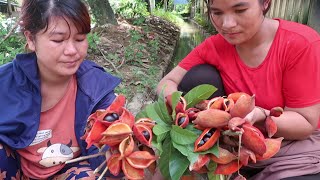 Eat yellowfleshed fruit Sterculia lanceolata [upl. by Ettenirt]