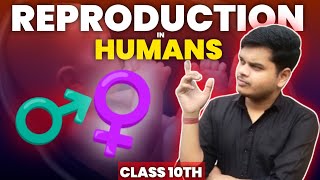 Reproduction in human beings  class 10th biology  how do organisms reproduce  part 1 [upl. by Assetniuq]