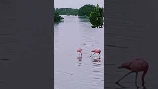 Visitando a los flamingos en la zona de manglares flamingos mangroves [upl. by Ettennyl]