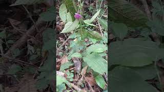 BLETILLA STRIATA [upl. by Bergh]