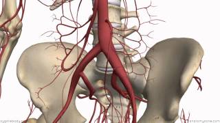 Inferior Mesenteric Artery  Anatomy Tutorial [upl. by Llert]