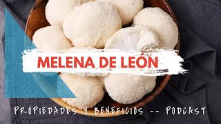 HONGO MELENA DE LEÓN Beneficios y propiedades [upl. by Onurb374]