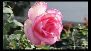 Most Beautiful Roses  Hybrid Tea Rose  Photography  Relaxing Music flower rose htrose [upl. by Agathe]