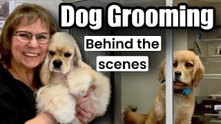 LIVE Dog Grooming Behind the Scenes Poodle ShihPoo Lhasa Biro Yorkie Schnauzer Dachshund [upl. by Utir]