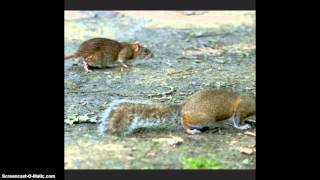 13 chakra Squirrels in 5D vs 6 chakra Rats in 3d [upl. by Dippold680]