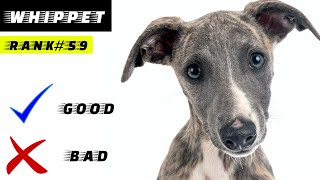 Whippet Pros And Cons [upl. by Robina441]